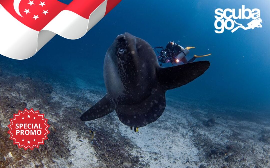 Special Offer for Singapore Customers